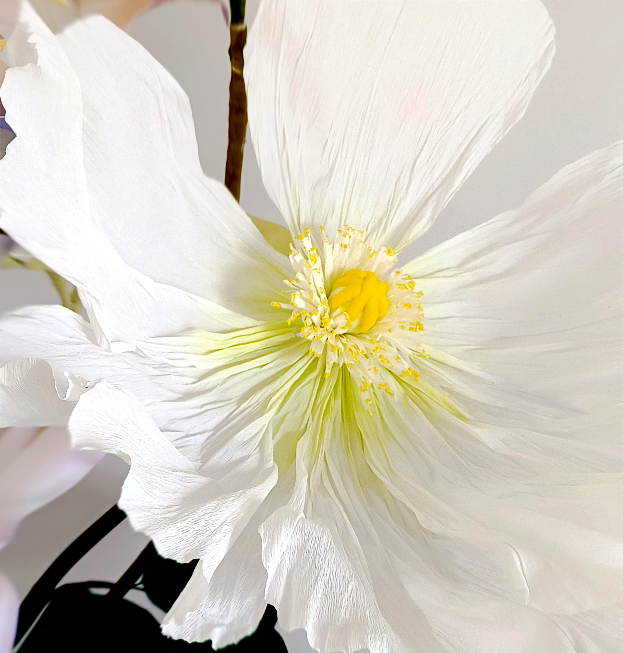 Paper Poppy 