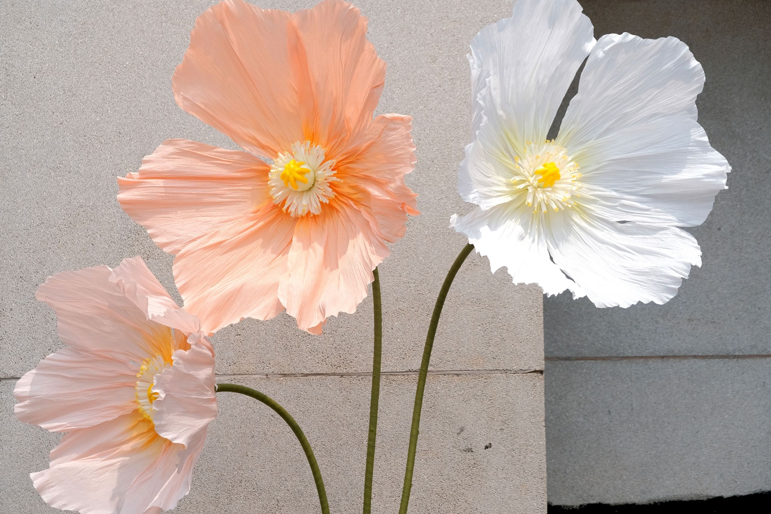 Paper Poppy 